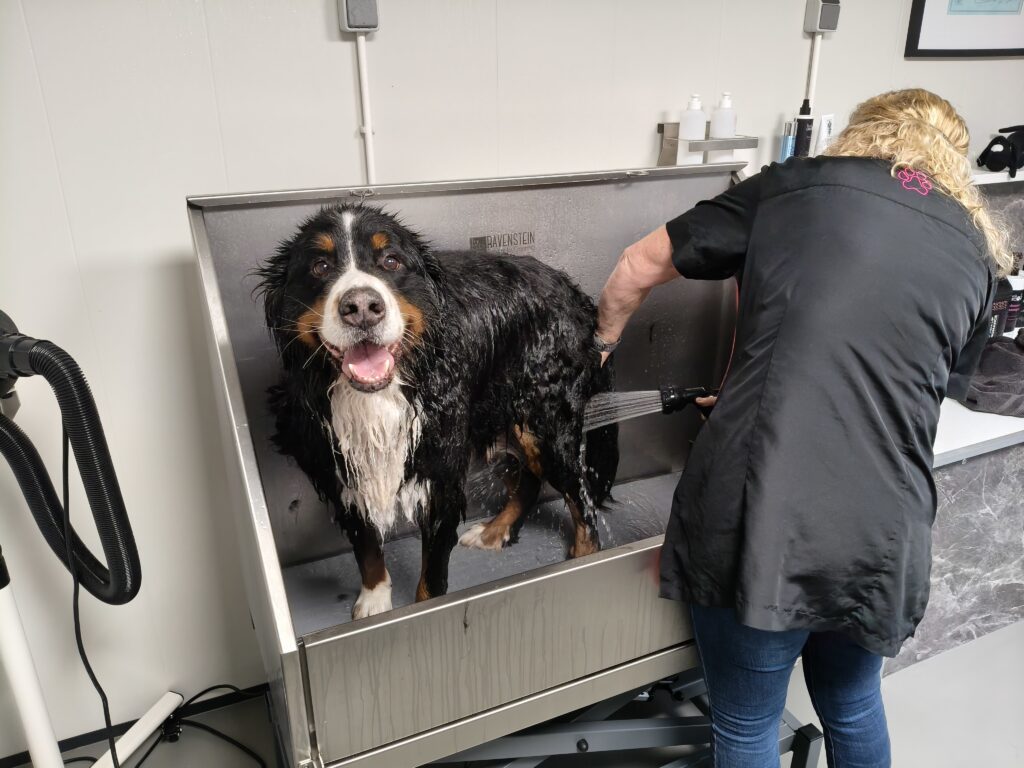 Hond wassen trimsalon marianne