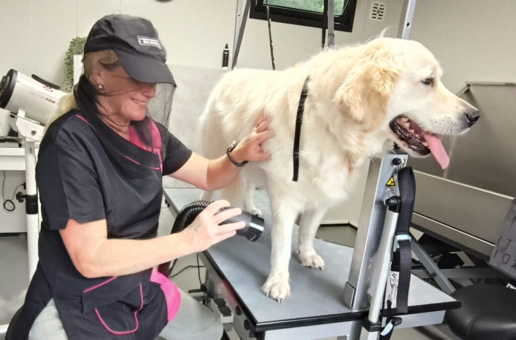 blazen van de vacht na het wassen