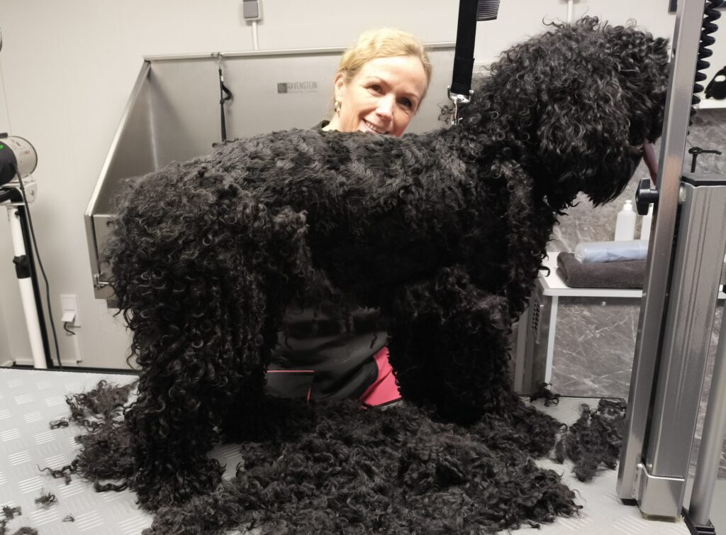 scheren van de vacht van jouw hond